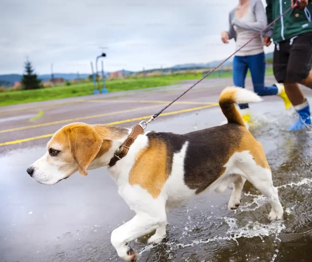 Education du chien