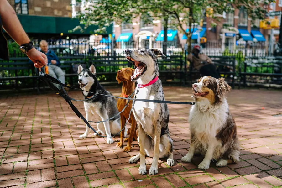 éducation du chien